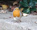 Click image for larger version. 

Name:	Robin DSC_0070.jpg 
Views:	171 
Size:	176.4 KB 
ID:	6813