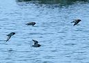 Click image for larger version. 

Name:	turnstones_2_PA290546.jpg 
Views:	142 
Size:	167.1 KB 
ID:	7012