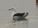 Click image for larger version. 

Name:	Black-backed_gull_PA290715.jpg 
Views:	731 
Size:	83.3 KB 
ID:	7013