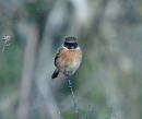 Click image for larger version. 

Name:	stonechat_PA290673.jpg 
Views:	756 
Size:	52.1 KB 
ID:	7014