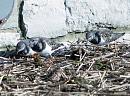 Click image for larger version. 

Name:	turnstones_PA290546.jpg 
Views:	634 
Size:	343.9 KB 
ID:	7015