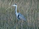 Click image for larger version. 

Name:	grey_heron_PA290648.jpg 
Views:	751 
Size:	125.3 KB 
ID:	7016