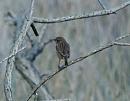 Click image for larger version. 

Name:	stonechat.jpg 
Views:	603 
Size:	66.2 KB 
ID:	7017