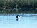 Click image for larger version. 

Name:	Oystercatcher_PA290651.jpg 
Views:	723 
Size:	101.7 KB 
ID:	7018