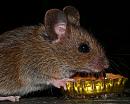 Click image for larger version. 

Name:	macrowoodmouse.jpg 
Views:	240 
Size:	556.1 KB 
ID:	7184