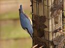 Click image for larger version. 

Name:	Nuthatch_PB090197.jpg 
Views:	649 
Size:	154.3 KB 
ID:	7189
