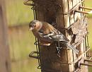 Click image for larger version. 

Name:	Chaffinch_PB080126.jpg 
Views:	403 
Size:	177.4 KB 
ID:	7190