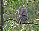 Click image for larger version. 

Name:	Grey squirrel DSC_0013.JPG 
Views:	203 
Size:	216.6 KB 
ID:	7204
