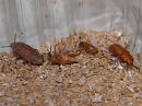 Click image for larger version. 

Name:	mealworm3.jpg 
Views:	1098 
Size:	235.4 KB 
ID:	723