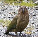 Click image for larger version. 

Name:	NZ Kea 16.11.2008 079 9.jpg 
Views:	189 
Size:	275.6 KB 
ID:	7247