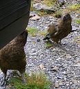 Click image for larger version. 

Name:	NZ Kea16.11.2008 077 7.jpg 
Views:	216 
Size:	321.9 KB 
ID:	7249