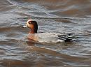 Click image for larger version. 

Name:	Wigeon DSC_0133.JPG 
Views:	184 
Size:	178.2 KB 
ID:	7279