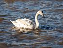 Click image for larger version. 

Name:	Mute Swan DSC_0018.jpg 
Views:	272 
Size:	265.2 KB 
ID:	7282
