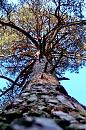 Click image for larger version. 

Name:	tall tree.jpg 
Views:	202 
Size:	239.2 KB 
ID:	740