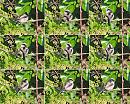 Click image for larger version. 

Name:	Long-tailed tit  Montage.jpg 
Views:	142 
Size:	517.4 KB 
ID:	7513