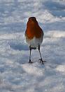 Click image for larger version. 

Name:	robin-in-snow.jpg 
Views:	885 
Size:	98.4 KB 
ID:	7534