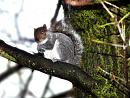 Click image for larger version. 

Name:	Squirrel-in-Tree.jpg 
Views:	234 
Size:	200.2 KB 
ID:	7645