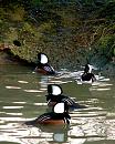 Click image for larger version. 

Name:	Hooded-Merganser Male-web.jpg 
Views:	213 
Size:	216.3 KB 
ID:	7708