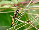 Click image for larger version. 

Name:	Wasp - Apanteles glomeratus.jpg 
Views:	213 
Size:	102.9 KB 
ID:	795