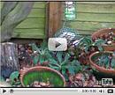 Click image for larger version. 

Name:	ltt_video.jpg 
Views:	201 
Size:	35.4 KB 
ID:	8023