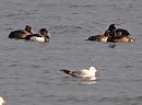 Click image for larger version. 

Name:	tufted_ducks_P1191372.jpg 
Views:	210 
Size:	273.6 KB 
ID:	8027
