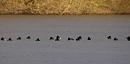 Click image for larger version. 

Name:	tufted_ducks_1_P1191372.jpg 
Views:	212 
Size:	143.2 KB 
ID:	8032