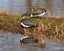 Click image for larger version. 

Name:	lapwing_7_P1191444.jpg 
Views:	241 
Size:	360.8 KB 
ID:	8047