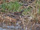 Click image for larger version. 

Name:	water_rail_P1221924.jpg 
Views:	166 
Size:	84.3 KB 
ID:	8069