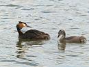 Click image for larger version. 

Name:	crestedgrebe3_filtered.jpg 
Views:	325 
Size:	262.2 KB 
ID:	830