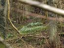 Click image for larger version. 

Name:	snowdrops_P3083093.jpg 
Views:	537 
Size:	409.9 KB 
ID:	8596