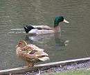 Click image for larger version. 

Name:	Mallard Duck (leucistic) and Drake.jpg 
Views:	564 
Size:	171.8 KB 
ID:	8618