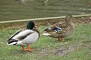 Click image for larger version. 

Name:	Mallard Drake and Duck.jpg 
Views:	546 
Size:	174.0 KB 
ID:	8619
