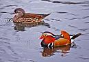 Click image for larger version. 

Name:	Mandarin Ducks.jpg 
Views:	192 
Size:	36.2 KB 
ID:	8639