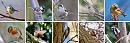 Click image for larger version. 

Name:	Bird Montage.jpg 
Views:	406 
Size:	166.2 KB 
ID:	8661