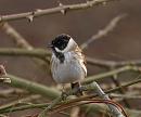 Click image for larger version. 

Name:	reed_bunting_male_P3153209.jpg 
Views:	245 
Size:	262.1 KB 
ID:	8691