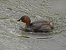 Click image for larger version. 

Name:	littlegrebe1.jpg 
Views:	238 
Size:	412.6 KB 
ID:	891