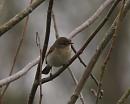 Click image for larger version. 

Name:	chiffchaff_P4124244.jpg 
Views:	574 
Size:	91.7 KB 
ID:	9049