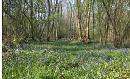 Click image for larger version. 

Name:	bluebells_moor_copse_P4194768.jpg 
Views:	571 
Size:	484.8 KB 
ID:	9241
