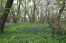 Click image for larger version. 

Name:	bluebells_moor_copse_P4194806.jpg 
Views:	580 
Size:	451.0 KB 
ID:	9242