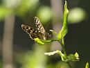 Click image for larger version. 

Name:	speckled_wood_P4194750.jpg 
Views:	599 
Size:	127.8 KB 
ID:	9243