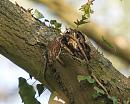 Click image for larger version. 

Name:	treecreeper_P4194776.jpg 
Views:	547 
Size:	247.7 KB 
ID:	9246