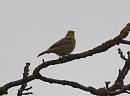 Click image for larger version. 

Name:	yellowhammer_P4194820.jpg 
Views:	523 
Size:	79.8 KB 
ID:	9247