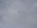 Click image for larger version. 

Name:	kites.JPG 
Views:	184 
Size:	40.8 KB 
ID:	9273