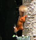 Click image for larger version. 

Name:	Red Squirrel 1.jpg 
Views:	235 
Size:	147.1 KB 
ID:	941
