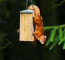Click image for larger version. 

Name:	Red Squirrel 2.jpg 
Views:	220 
Size:	278.9 KB 
ID:	942