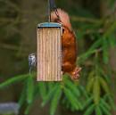 Click image for larger version. 

Name:	Red Squirrel 3.jpg 
Views:	222 
Size:	147.5 KB 
ID:	943