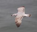 Click image for larger version. 

Name:	herring_gull_P4305242.jpg 
Views:	1189 
Size:	114.6 KB 
ID:	9480
