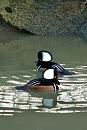 Click image for larger version. 

Name:	Double Hooded Merganser.jpg 
Views:	204 
Size:	394.2 KB 
ID:	952
