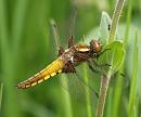 Click image for larger version. 

Name:	broad_bodied_chaser_P5076254.jpg 
Views:	127 
Size:	247.4 KB 
ID:	9549