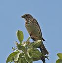 Click image for larger version. 

Name:	corn_bunting_P5076244.jpg 
Views:	252 
Size:	137.8 KB 
ID:	9552